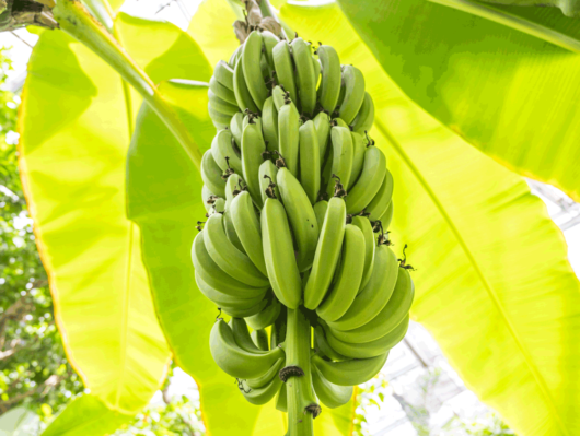 バナナペーパーは木材を切ることなく製造でき、使えば使うほど環境問題や途上国の貧困・雇用問題を解決できる画期的な用紙で、使うほどに社会貢献できます。