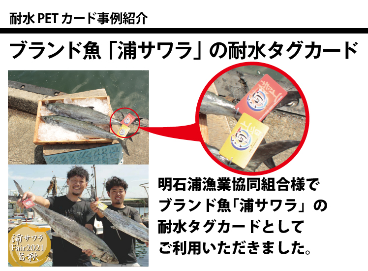 耐水PETカードの事例紹介、浦サワラタグカードの写真です。